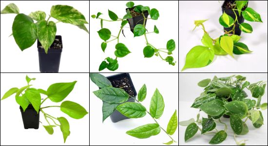 Hand Selected Vines & Trailing Plants For 24x18x24 Bioactive Terrariums Housing Geckos or Snakes