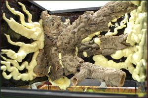 Custom Background Vivarium Started