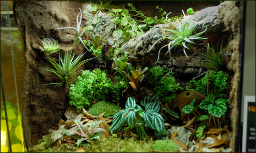 Custom Vivarium Background Finished