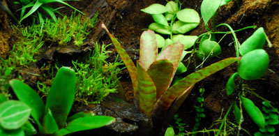 Vivarium Plant Information