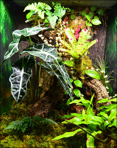 DIY Gecko Vivarium Background