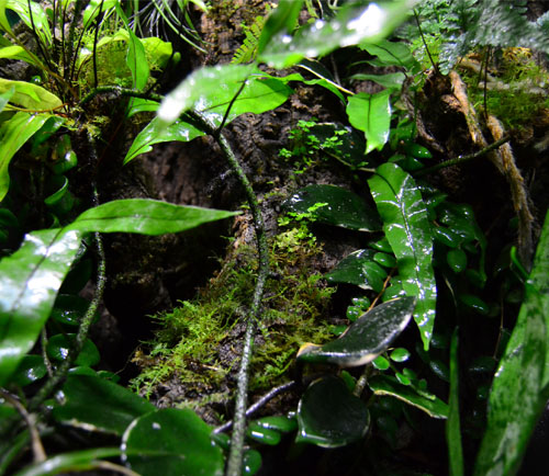 Finished Gargoyle Gecko Crested Gecko Vivarium