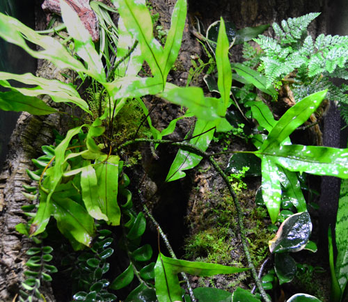 Finished Gargoyle Gecko Crested Gecko Vivarium