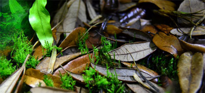 Ideal Natural Isopod Habitat