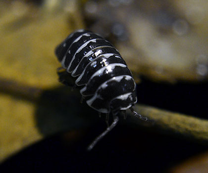 Armadillidium maculatum
