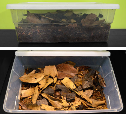 Example of simple Isopod enclosure