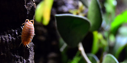 Orange Isopod In A Live Vivarium