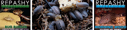Leaf Litter For Isopods