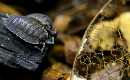 Isopod Fragmentation of Organic Matter