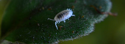 Dwarf Isopod On Alsobia dianthiflora