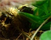 Hiding Mourning Gecko