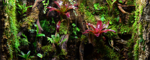 Vivarium For Poison Dart Frogs (Oophaga Pumilio 'Bastimentos')