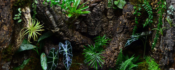 Bioactive Terrarium For Lizards (Anolis equestris)