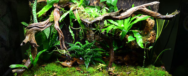 Bioactive Terrarium For Large Gecko (Rhacodactylus leachianus)