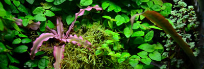 Vivarium Plant Processing