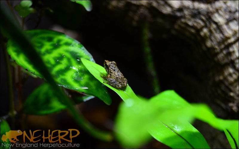Eleutherodactylus coqui