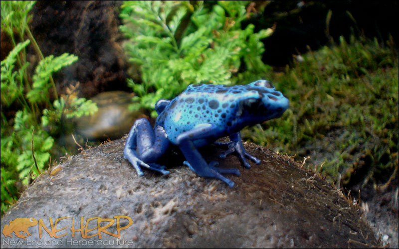 Dendrobates tinctorius 'Azureus'