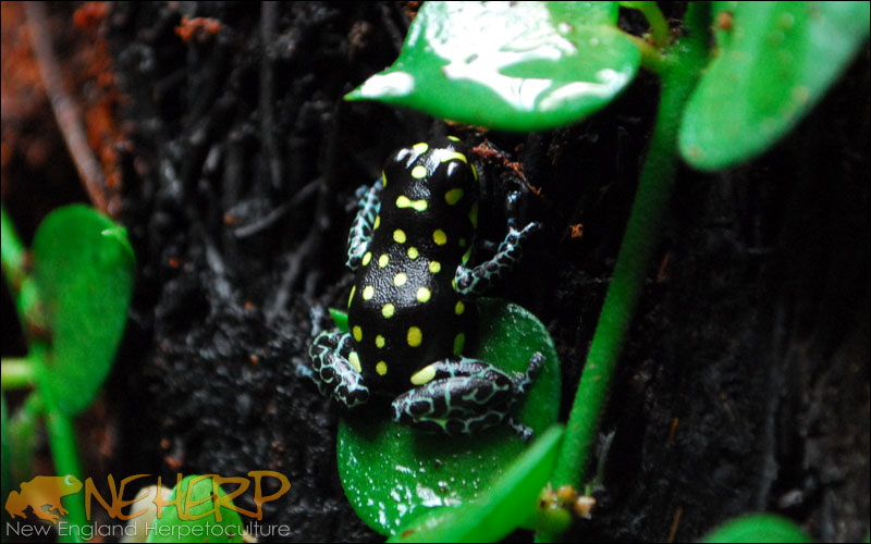 Ranitomeya vanzolinii