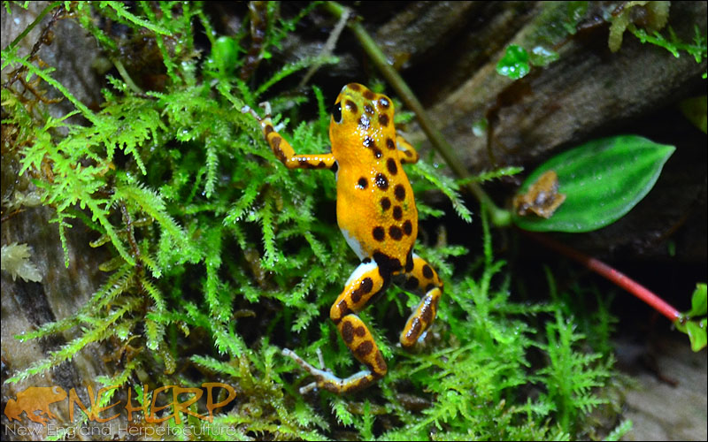 Oophaga pumilio 'Bastimentos'