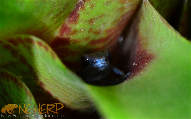 Example Of Custom Hides For Bioactive Terrariums