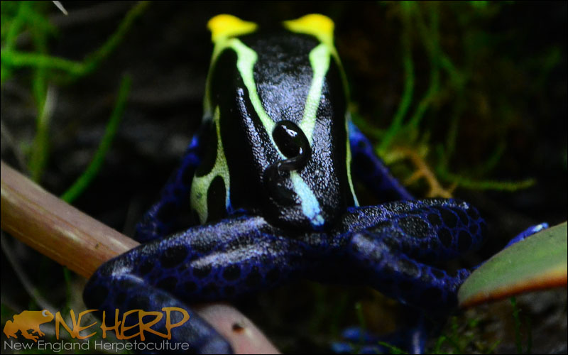Dendrobates tinctorius 'Cobalt'