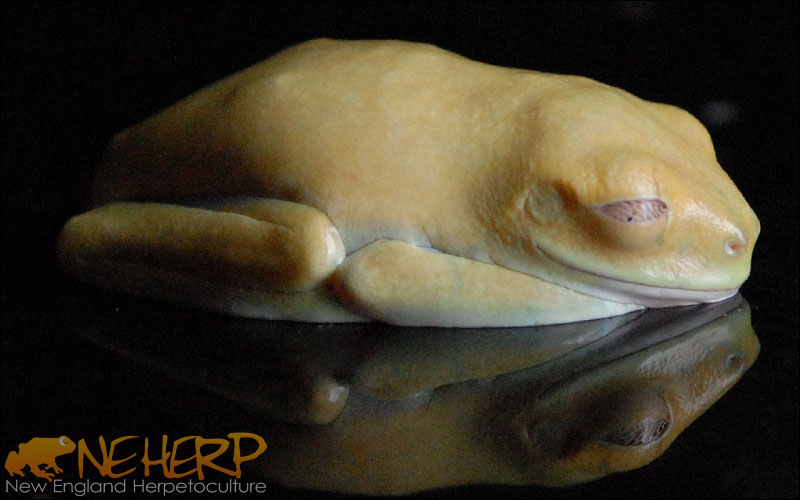 Agalychnis callidryas (Lutino)