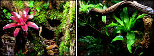 NEHERP Vivarium Image Gallery
