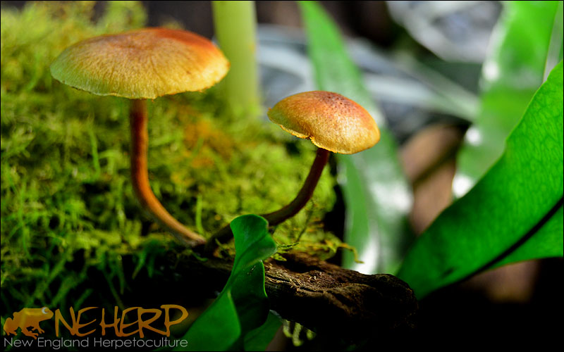 Bioactive Vivarium with the best cheap LED lighting