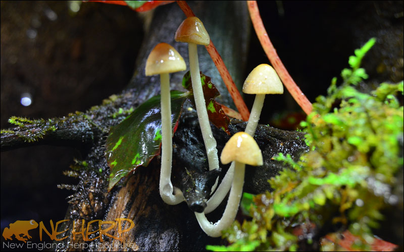 Vivarium Mushroom Cluster