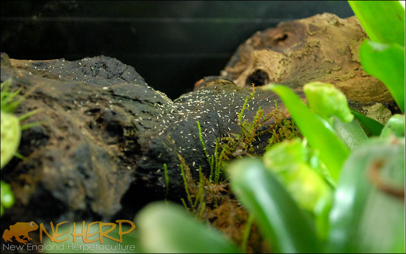 Peperomia acclimating in vivarium