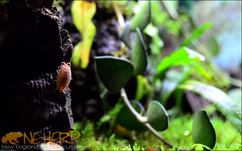 Peperomia acclimating in vivarium