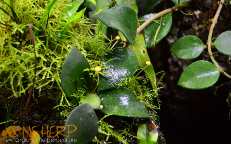 Bioactive Terrarium Background