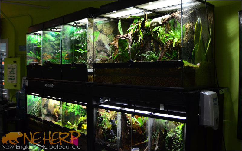Best Lights For Plants In Terrariums