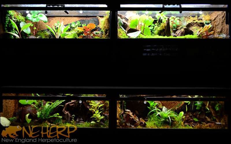 Custom Vivarium Rack