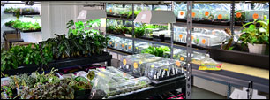 Grow Rooms