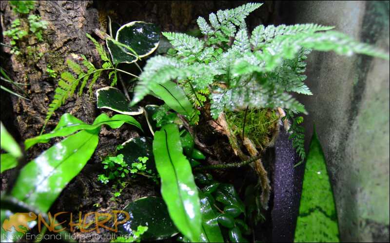 Rabbit's Foot Fern On Vivarium Background