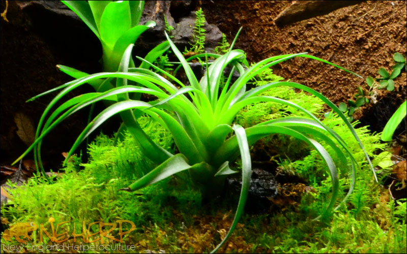 Tillandsia brachycaulos - Vivarium Airplant