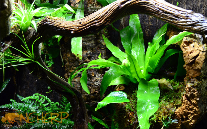 Vivarium Plant Processing