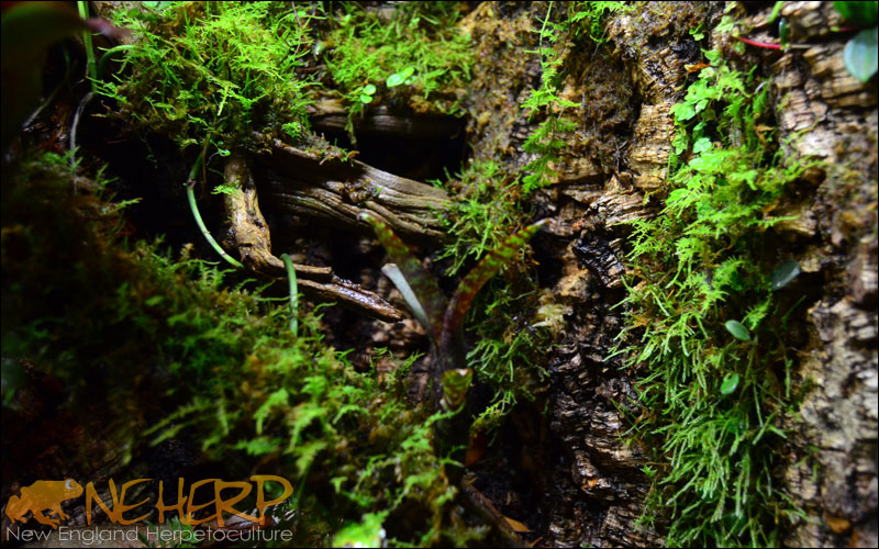 NEHERP Moss Available