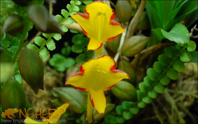 Columnea 'Carnival' Flowers