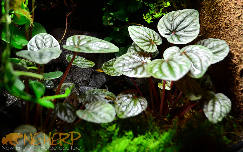 Plant Selection Example: For Dwarf Geckos