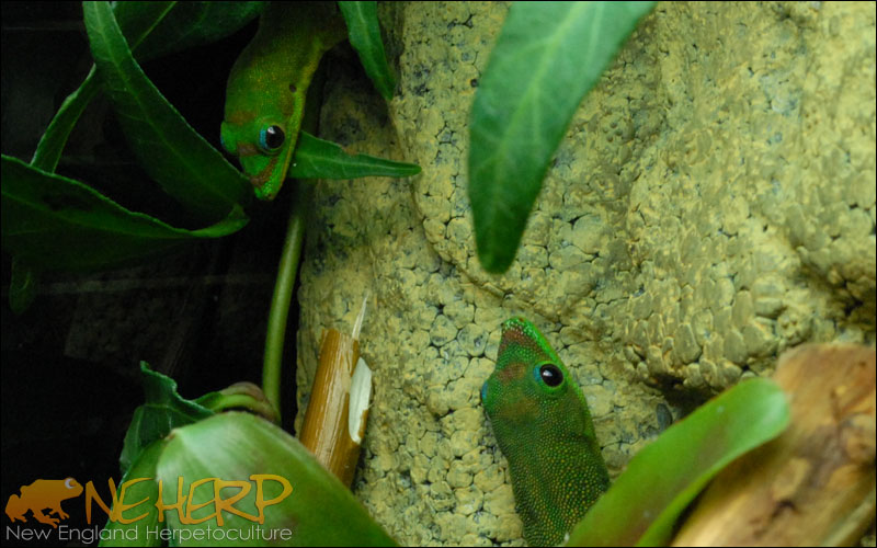 Phelsuma laticauda / Gold Dust Day Gecko