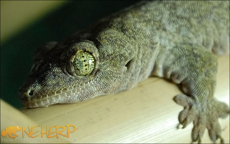 Gehyra marginata / Halmahera Giant Gecko