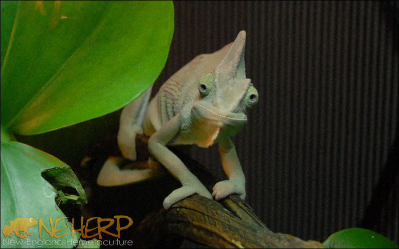 Chamaeleo calyptratus / Veiled Chameleon