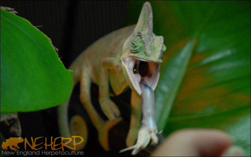 Chameleon With Cricket