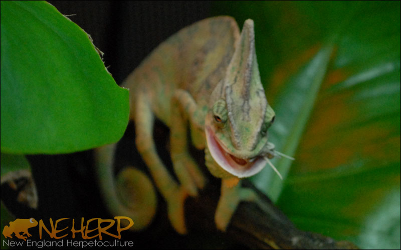 Chameleon Eating