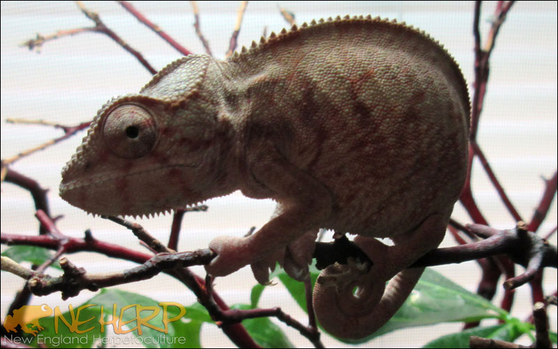 Panther Chameleon / Furcifer pardalis