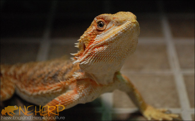 Pogona vitticeps / Bearded Dragon