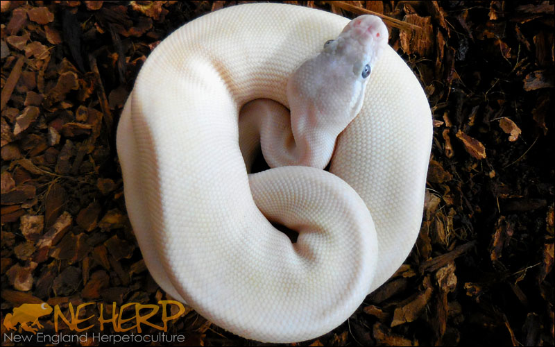 Ball Python / Blue Eyed Leucistic