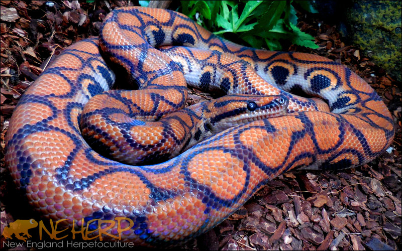 Epicrates cenchria / Brazilian Rainbow Boa